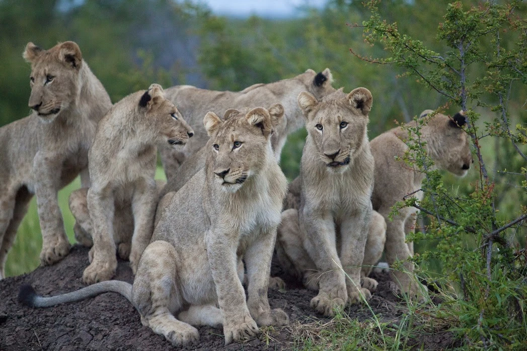 Durban Safari - 2 nights (Pretoria-Durban)