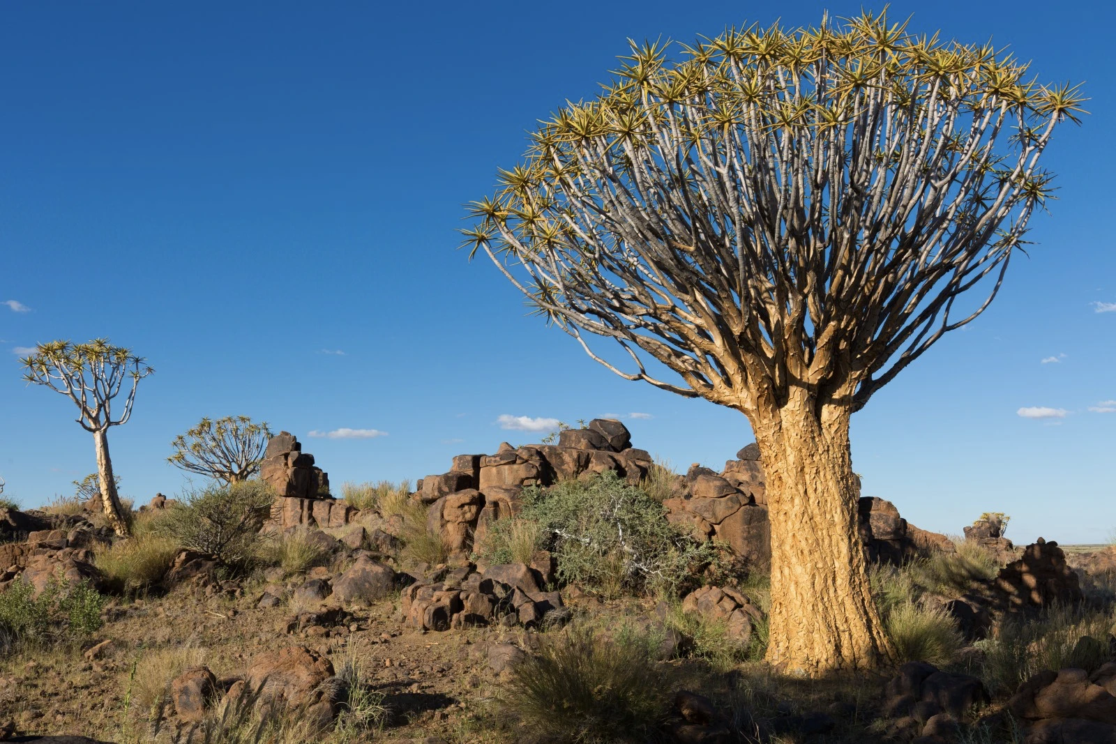 Day 6: Keetmanshoop and Garas Park, the quiver tree forest