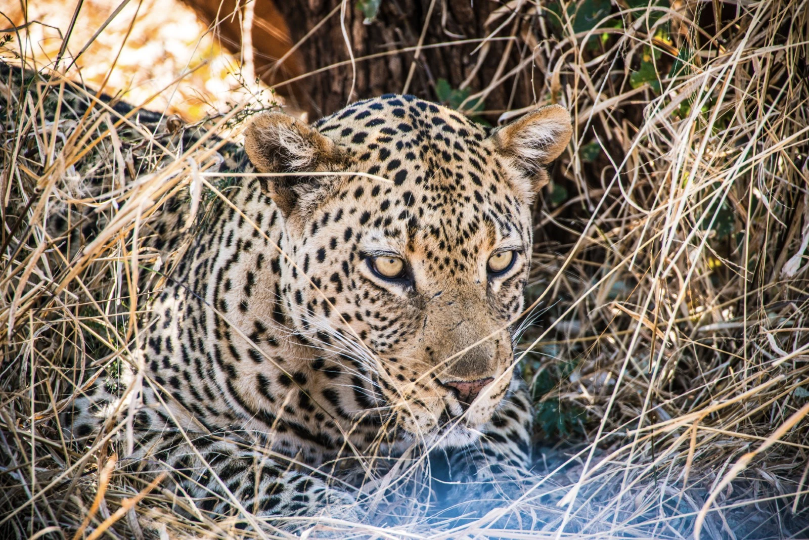 Day 9: Cheetah conservation, the human dimension of safari