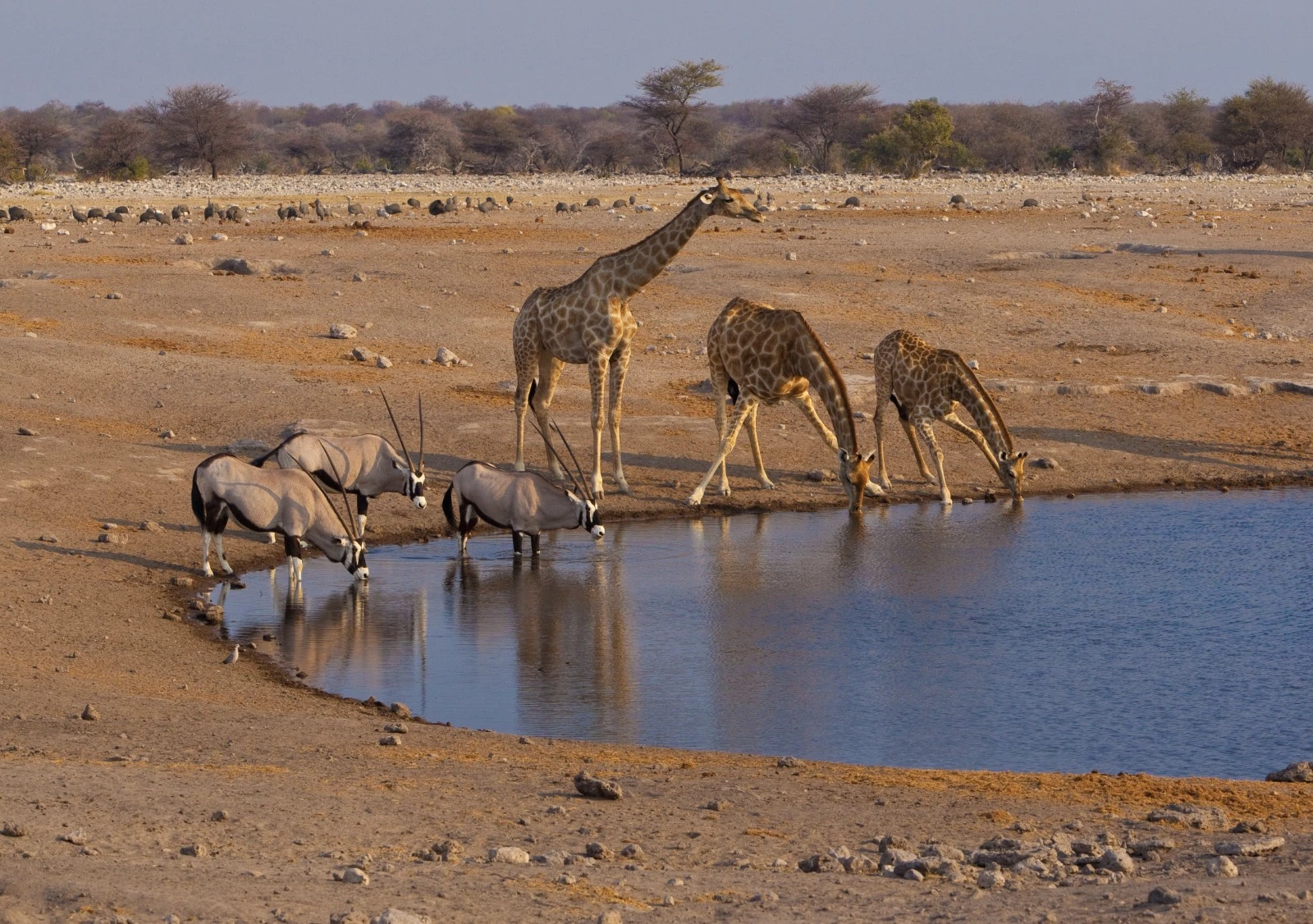 Day 10: Etosha, lodge stay and first safari at sunset